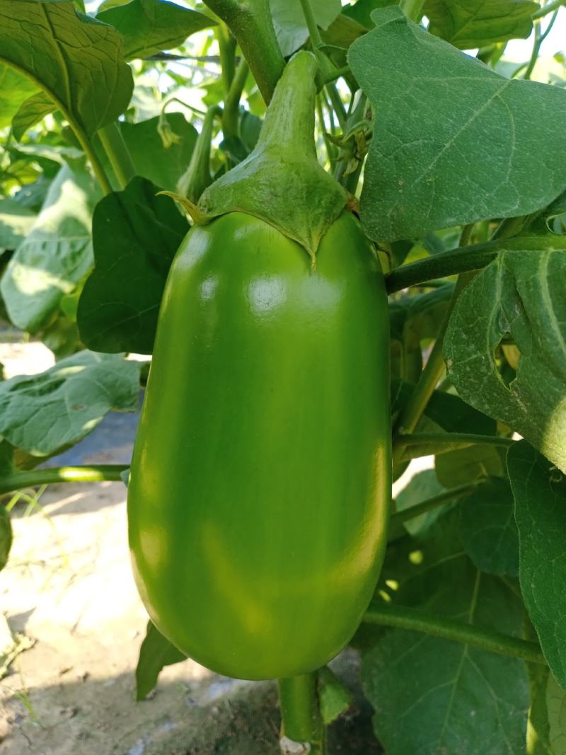 精品青茄无籽大量现货产地直供质量保证代发全国