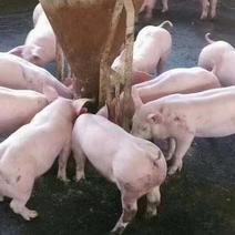 三元仔猪检疫到位品种齐全免费提供养殖技术