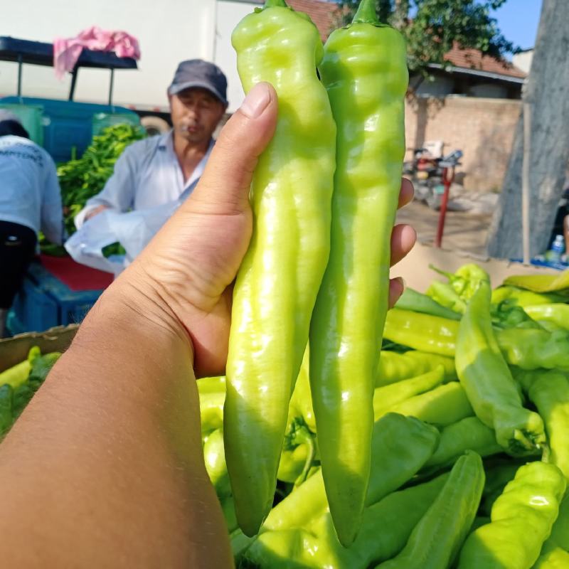 【牛商推荐】精品辣椒，黄皮椒万亩产地直销中，品质保证