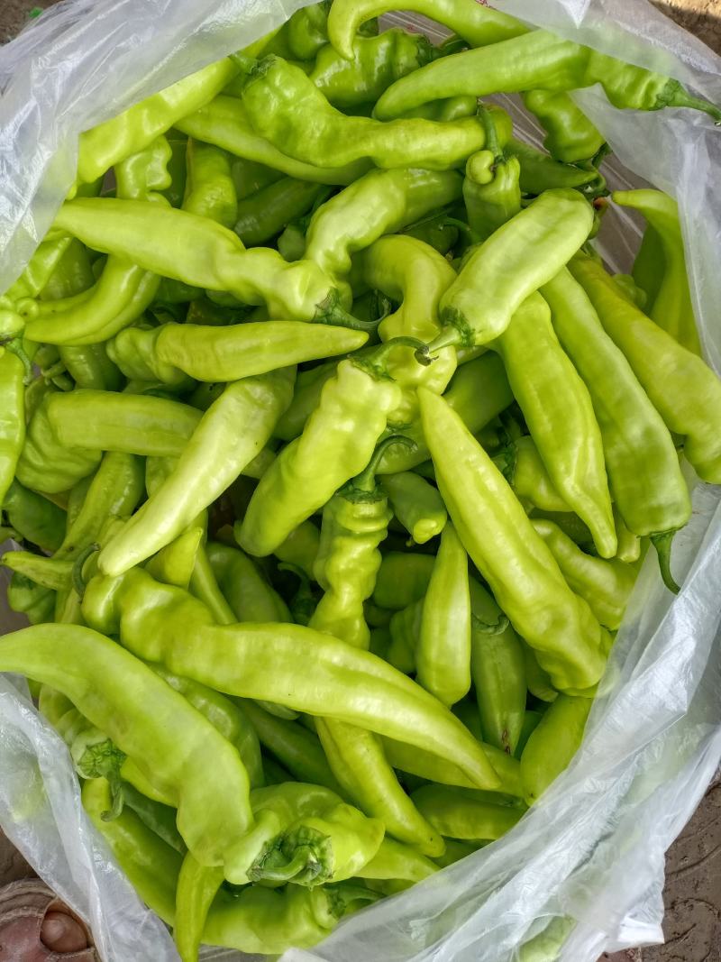 【牛商推荐】精品辣椒，黄皮椒万亩产地直销中，品质保证