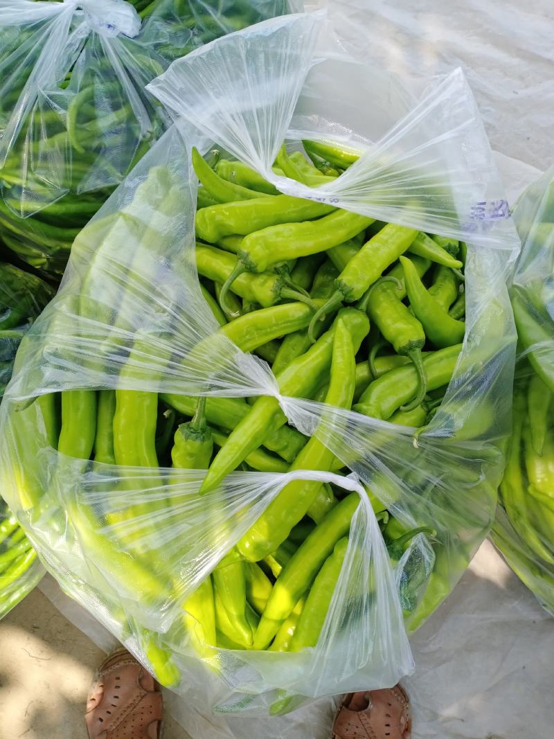 【牛商推荐】精品辣椒，黄皮椒万亩产地直销中，品质保证