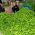 【牛商推荐】精品辣椒，黄皮椒万亩产地直销中，品质保证