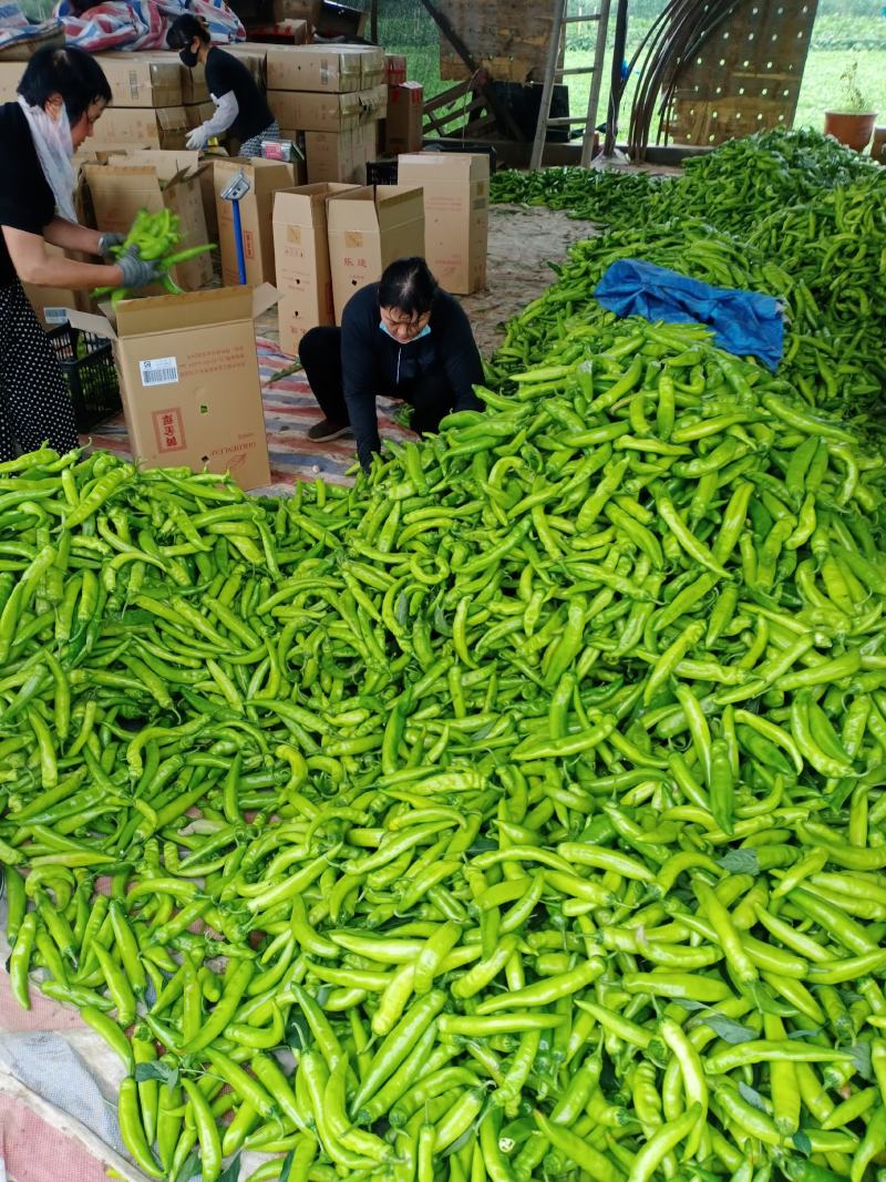 【牛商推荐】精品辣椒，黄皮椒万亩产地直销中，品质保证