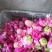 平阴玫瑰鲜花冠