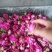 平阴玫瑰鲜花冠