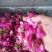 平阴玫瑰鲜花冠