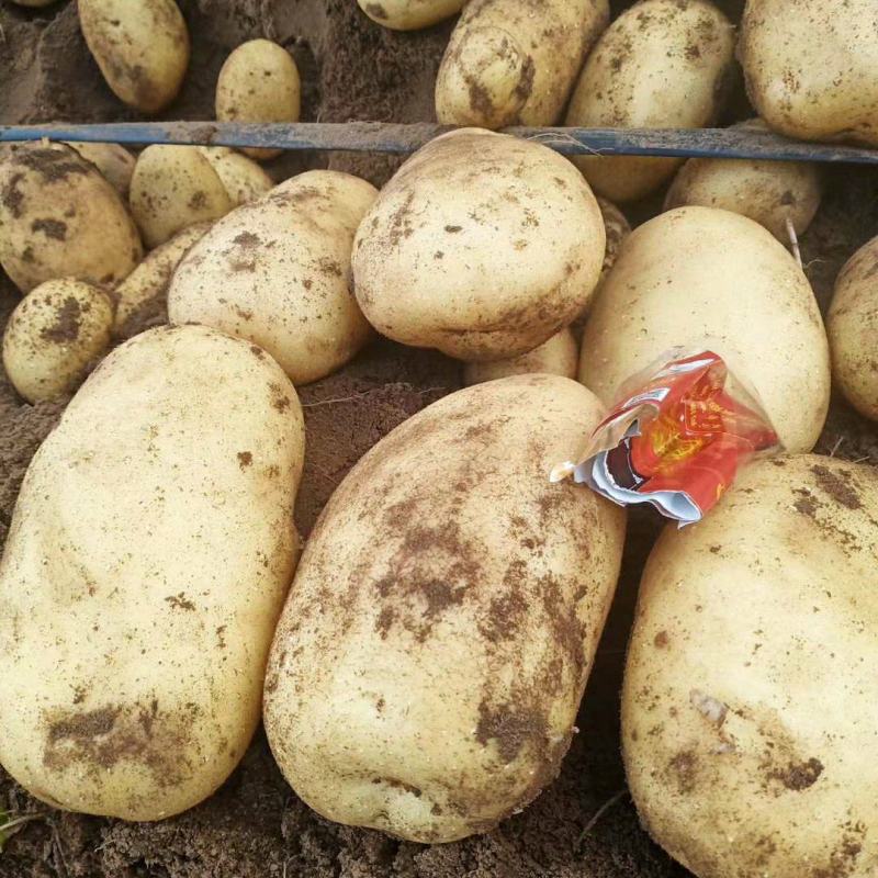 张家口张北精品面包甘蓝欢迎各地客商前来洽谈