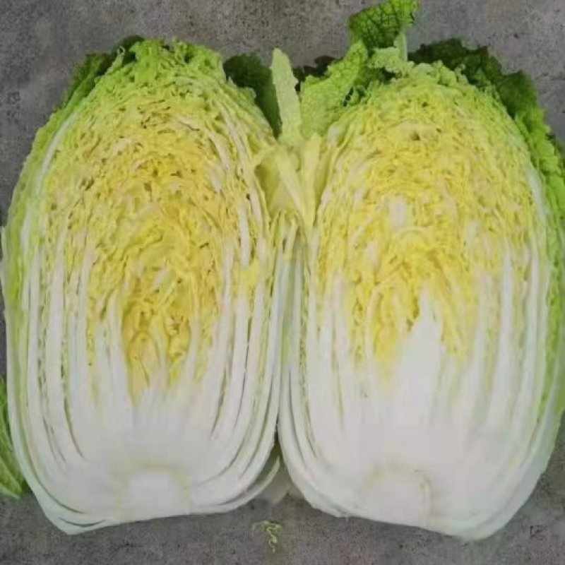 张家口张北精品面包甘蓝欢迎各地客商前来洽谈