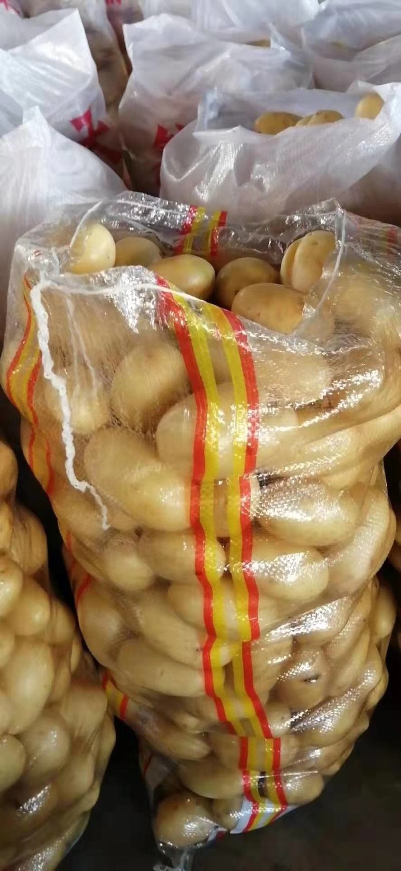 张家口张北精品面包甘蓝欢迎各地客商前来洽谈