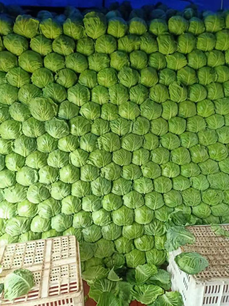 张家口张北精品面包甘蓝欢迎各地客商前来洽谈