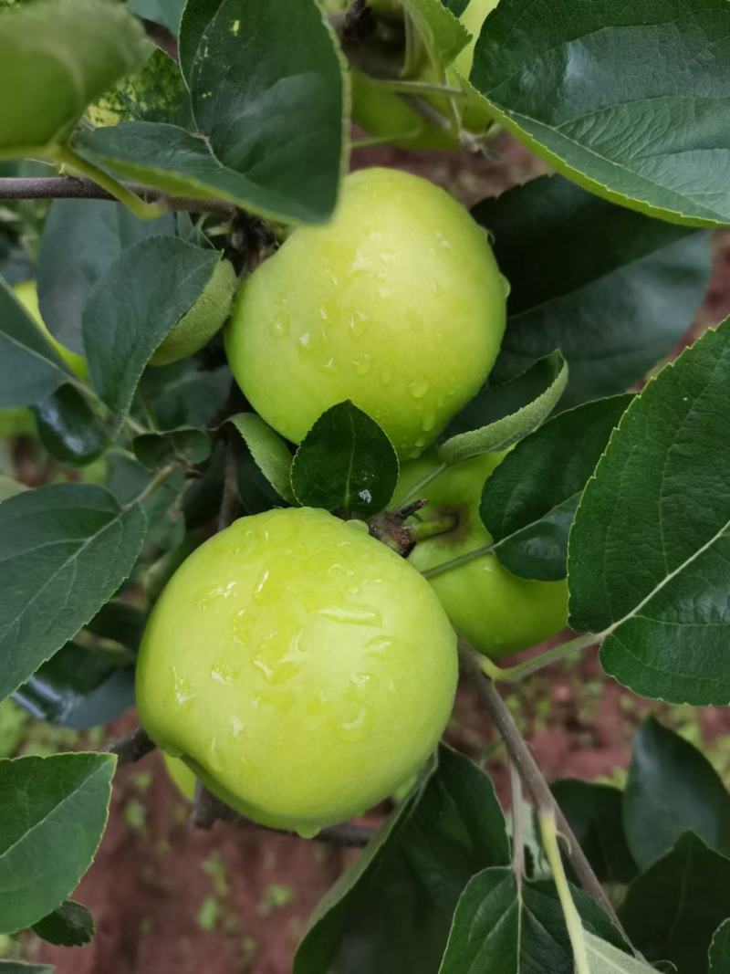 云南昭通早熟青香蕉苹果口感特别甜支持件发