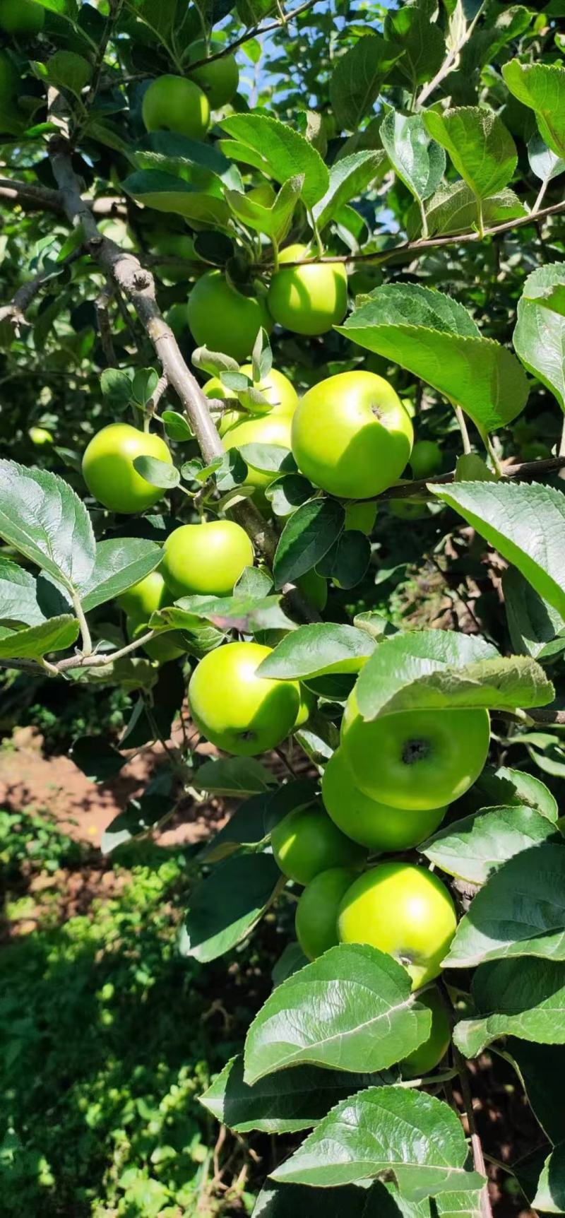 云南昭通早熟青香蕉苹果口感特别甜支持件发