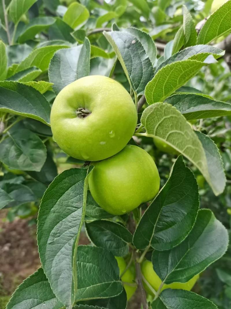 云南昭通早熟青香蕉苹果口感特别甜支持件发