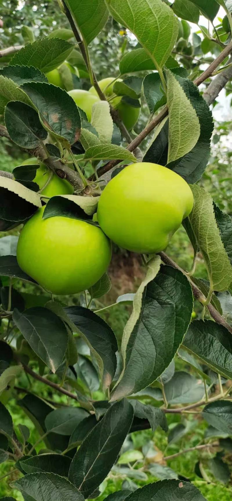 云南昭通早熟青香蕉苹果口感特别甜支持件发
