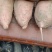 【精品龙薯九】河南开封红薯质量保证全国发货欢迎来电