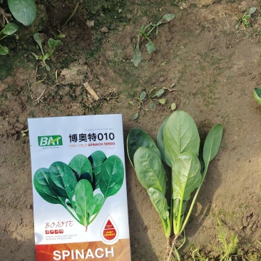 博奥特010杂交菠菜，抗病，直立性好