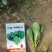 博奥特010杂交菠菜，抗病，直立性好