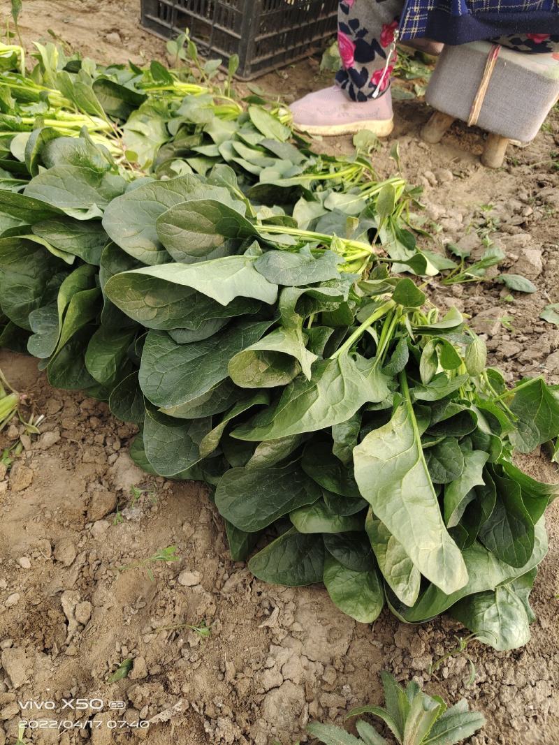 博奥特010杂交菠菜，抗病，直立性好