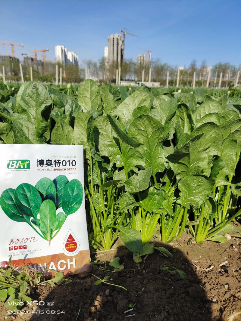 博奥特010杂交菠菜，抗病，直立性好