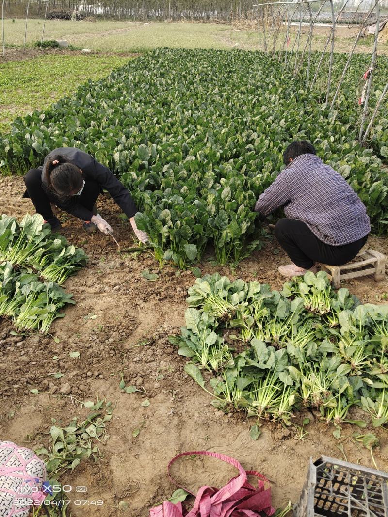 博奥特010杂交菠菜，抗病，直立性好