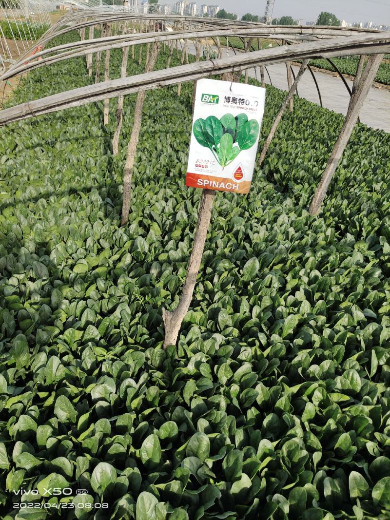 博奥特010杂交菠菜，抗病，直立性好