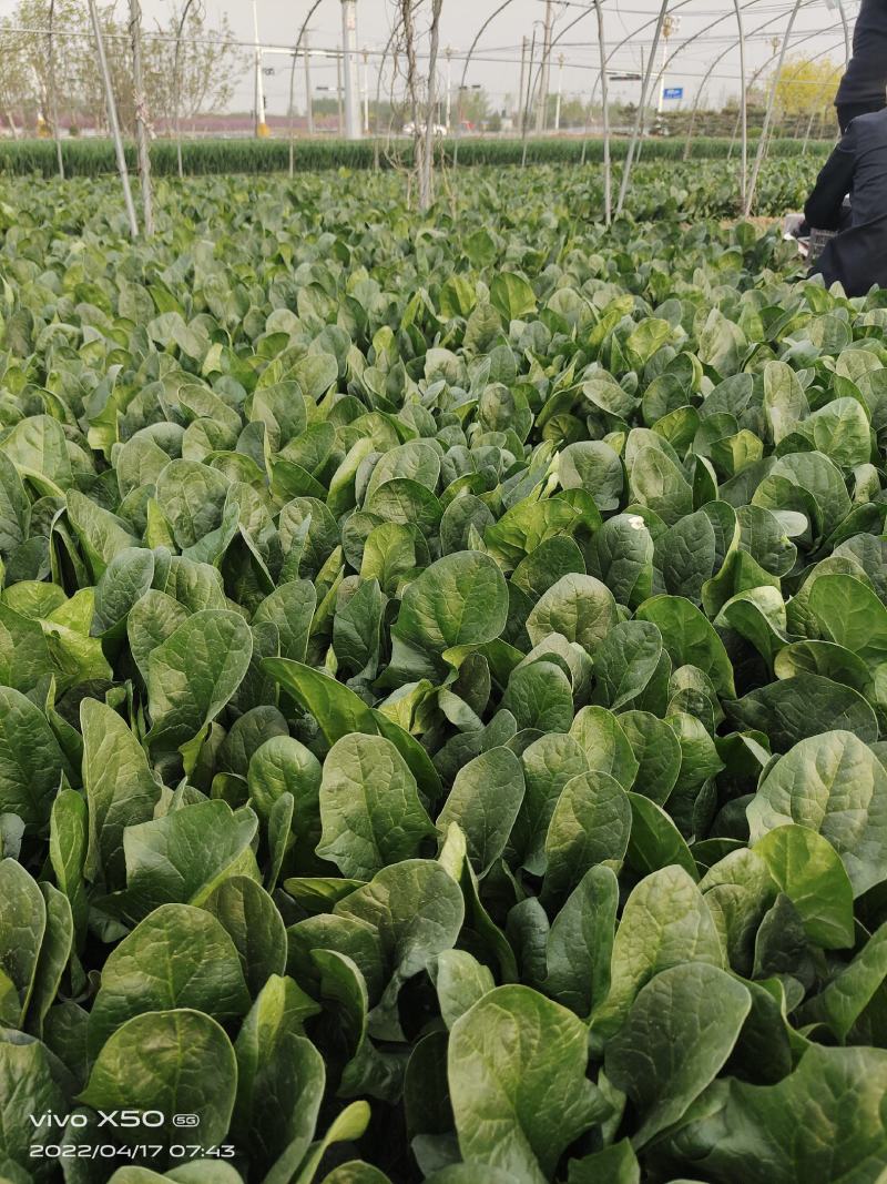 博奥特010杂交菠菜，抗病，直立性好