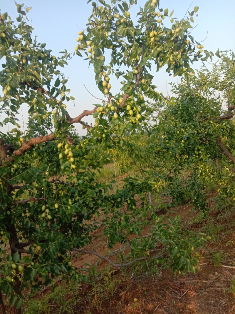赞皇县阳泽乡严华寺村大枣继将上市，有做密枣的老板和我联系