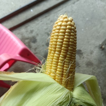 桂林玉米