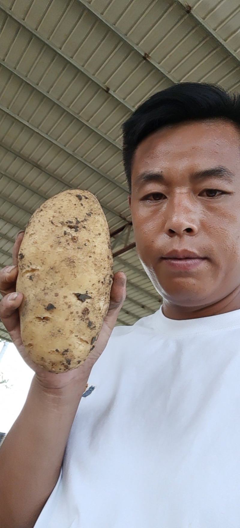 优质沃土，西森，实验，EV土豆西森基地货源大量上市中！