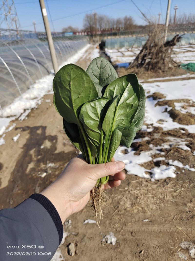 博奥特336杂交菠菜种子叶片黑油亮春秋大棚及越冬拱掤种植