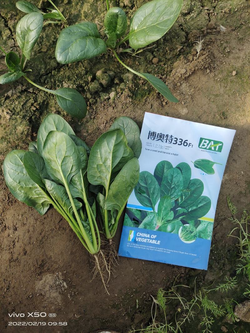 博奥特336杂交菠菜种子叶片黑油亮春秋大棚及越冬拱掤种植