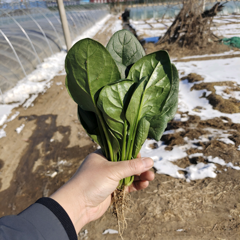 博奥特336杂交菠菜种子叶片黑油亮春秋大棚及越冬拱掤种植