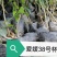 简阳市柑桔苗爱媛38柑桔苗基地直供保质保量欢迎采购