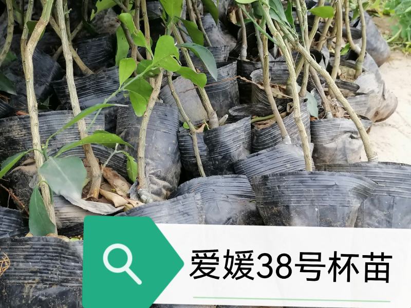 简阳市柑桔苗爱媛38柑桔苗基地直供保质保量欢迎采购