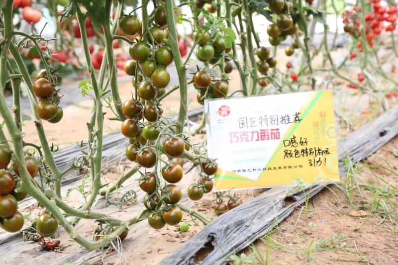 豫艺卷珠帘小番茄种子圣女果种子结果能力强囗感好无限型抗病