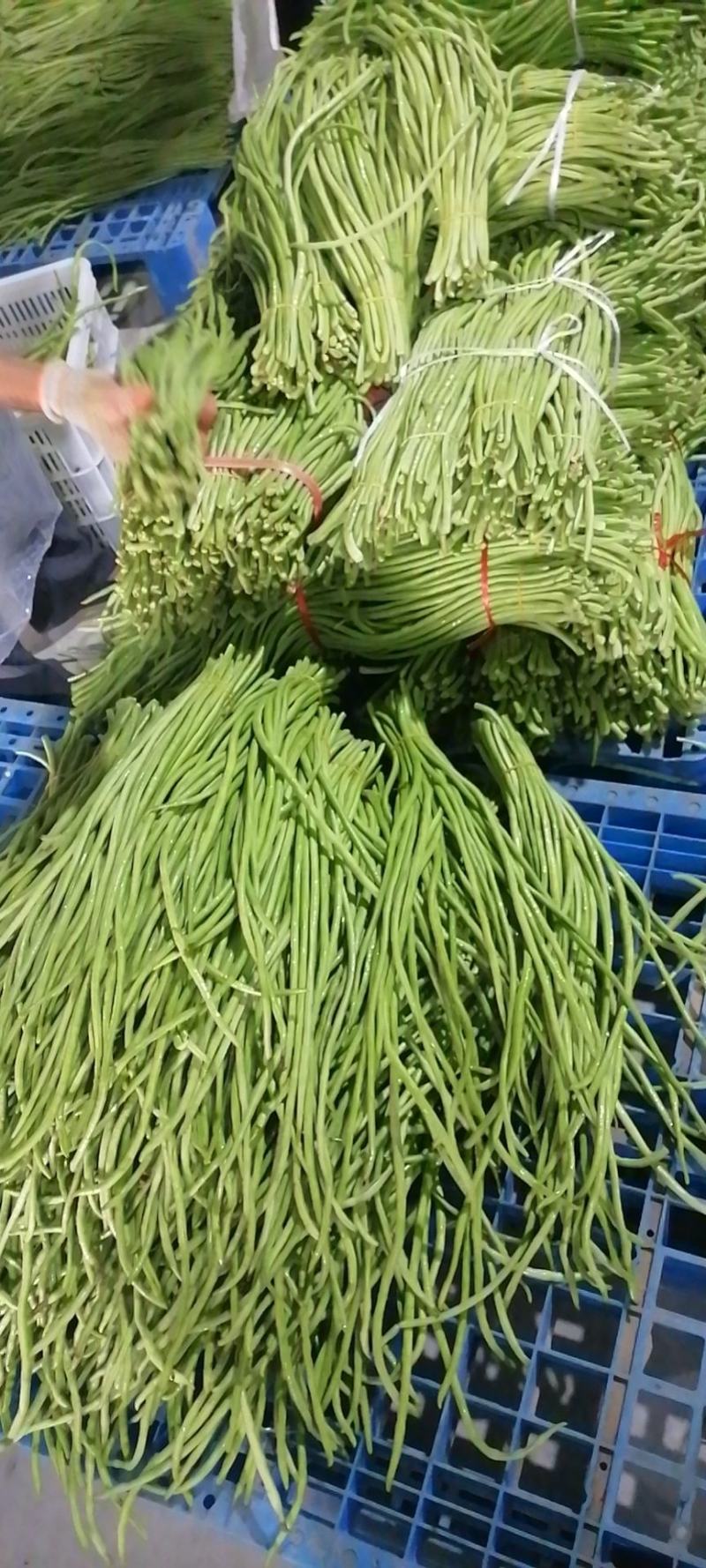精选长豆角/豇豆上市中，质量可靠，颜色绿，欢迎客商采购