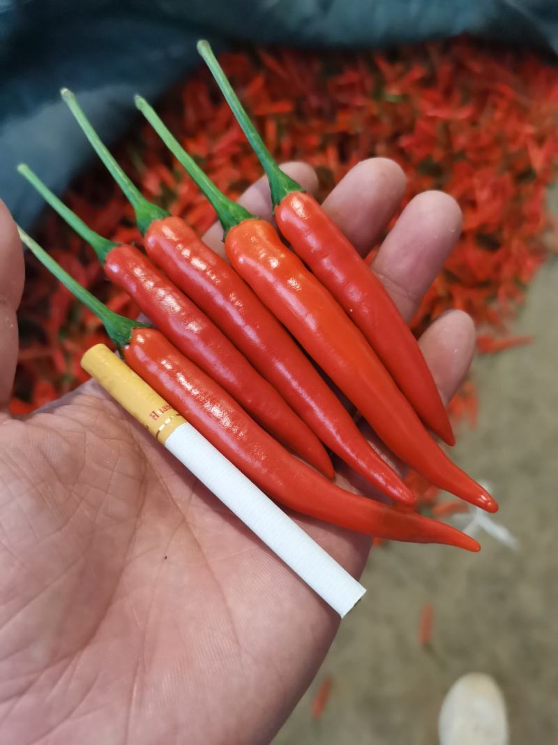 辣椒小米椒朝天椒新鲜小米辣电商货代发需要联系