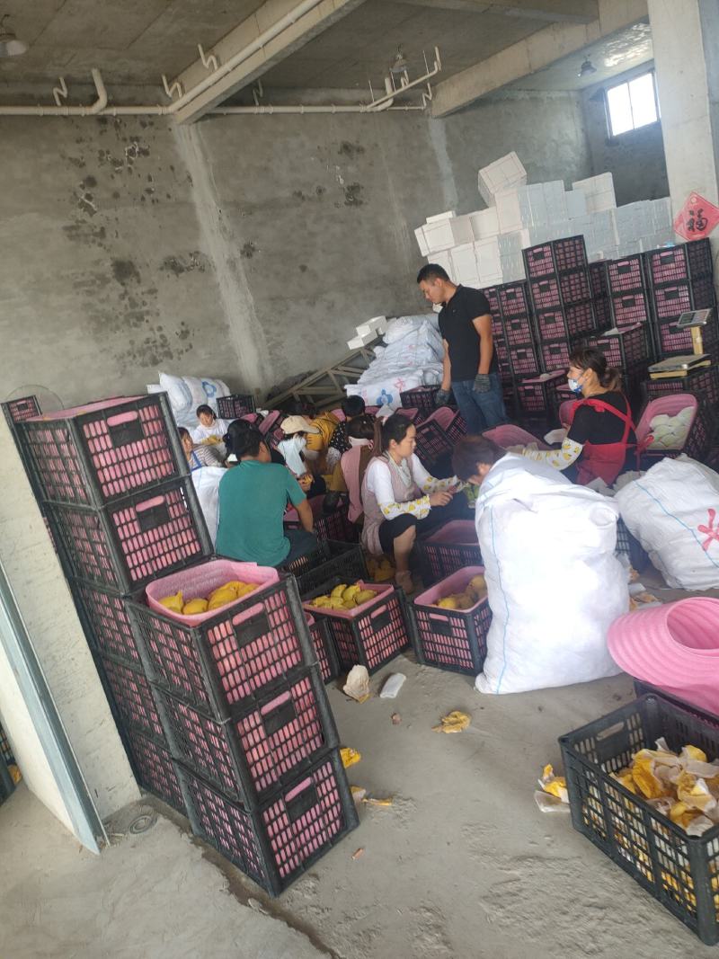 梨翠冠梨翠玉梨苏翠一号518梨口感酥脆甘甜汁多