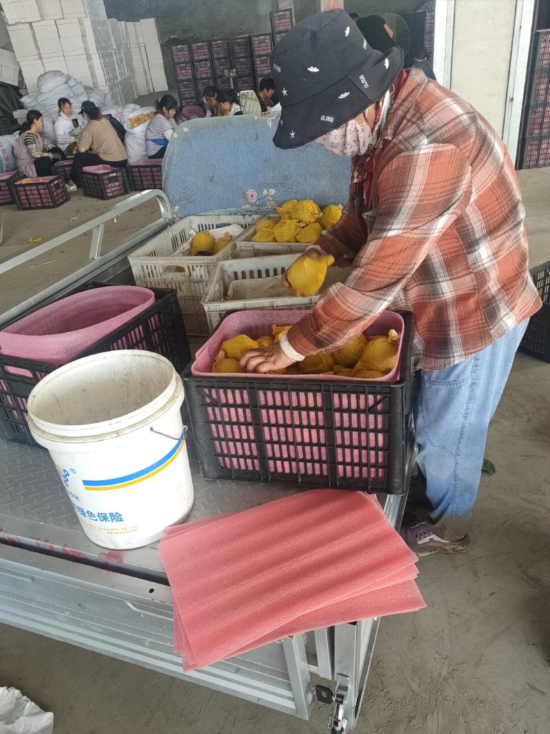 梨翠冠梨翠玉梨苏翠一号518梨口感酥脆甘甜汁多