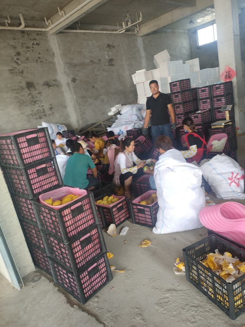 梨翠冠梨翠玉梨苏翠一号518梨口感酥脆甘甜汁多