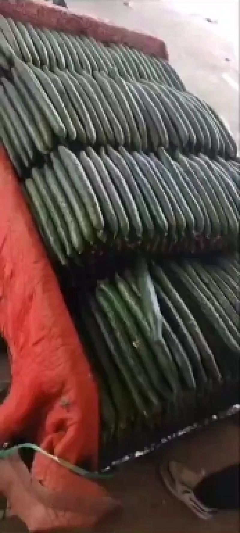 精品黄瓜