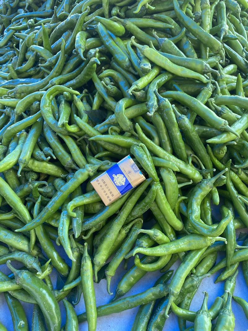 青尖椒～七寸红青椒产地直供，一手货源全国代收代发