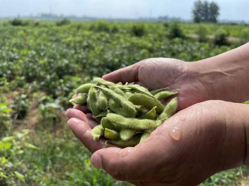精品毛豆现摘现发全国发货基地直供优质毛豆