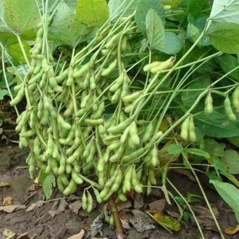 精品毛豆现摘现发全国发货基地直供优质毛豆