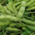 精品毛豆现摘现发全国发货基地直供优质毛豆