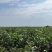 精品毛豆现摘现发全国发货基地直供优质毛豆