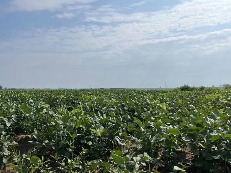 精品毛豆现摘现发全国发货基地直供优质毛豆