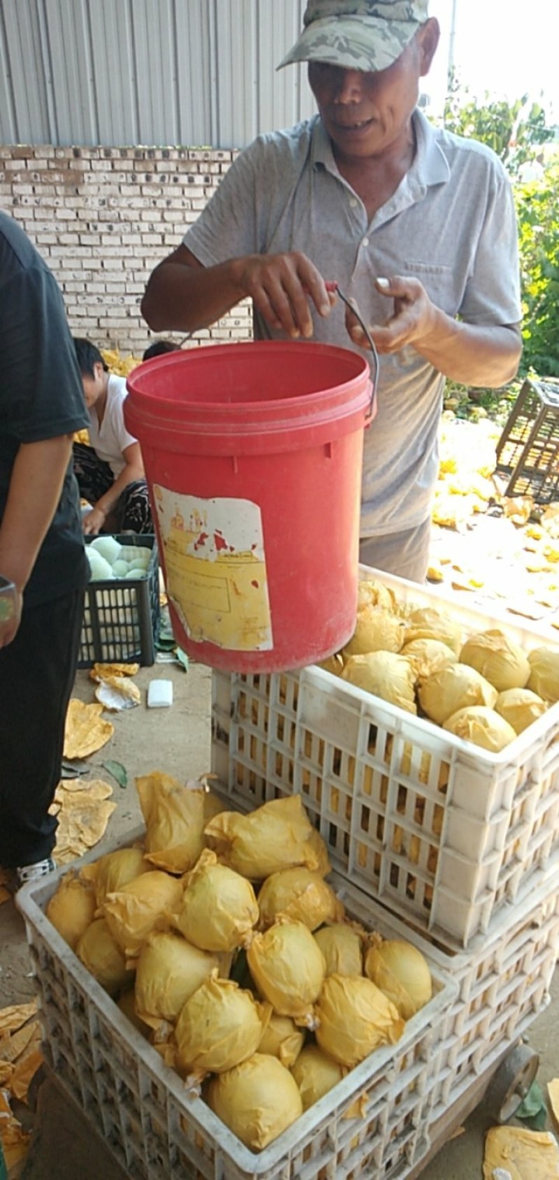 翠玉梨纸袋，甘甜汁多无渣欢迎广大朋友联系我