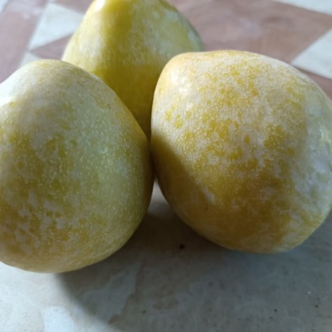 套袋黄桃，套袋黄金奈李