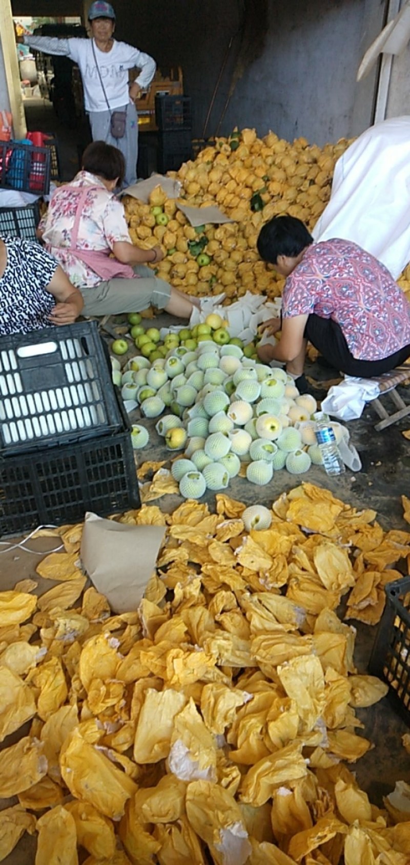 翠玉梨纸袋，甘甜汁多无渣欢迎广大朋友联系我